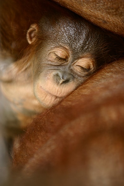 Sleeping Orangutan at Camp Leakey, Indonesia.