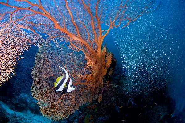 Phang Nga-Mu Ko Similan National Park. Image courtesy of Tourism Authority of Thailand.