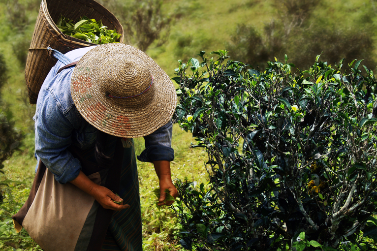 Tea production is big in Myanmar and the love for tea can be seen most commonly through the local food dishes and beverages.