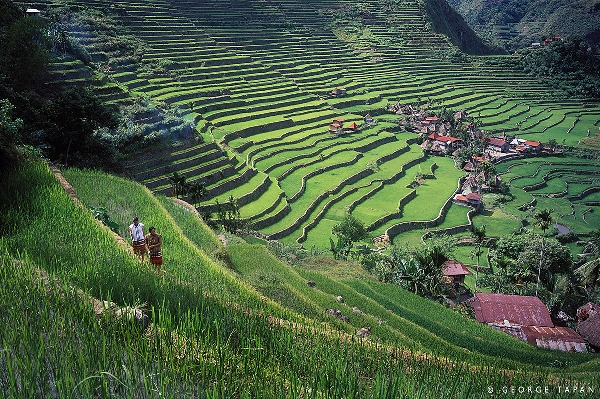 Ancient rice terraces carved out of the northern Cordilleras’ mountainside over 2,000 years ago, and assiduously maintained by the Ifugao for generations since.
