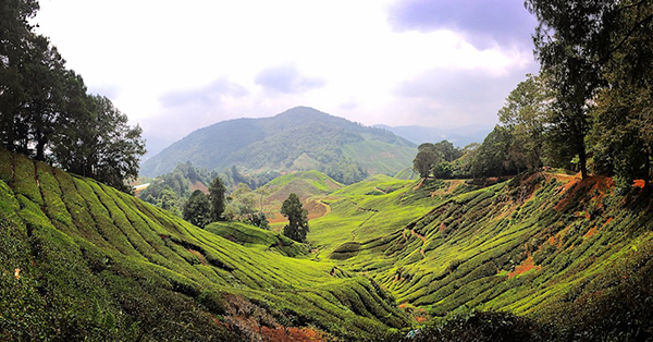 Cameron Highlands, Malaysia. Image courtesy of Craig Russell.