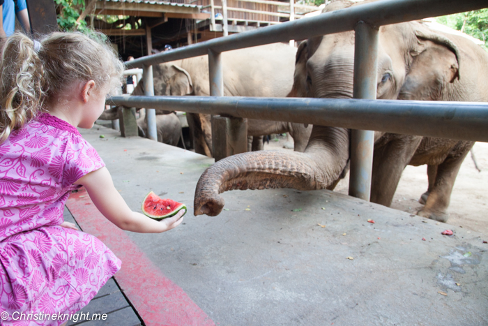 Thai Elephant Conservation Center in Chiang Mai, Thailand. Image courtesy by the Tourism Authority of Thailand, used with permission.