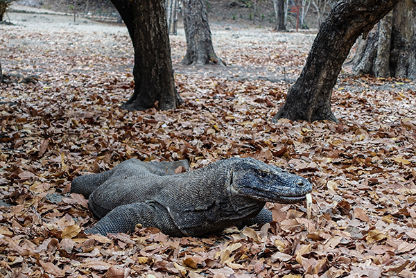 Komodo dragon on Komodo Island, Indonesia