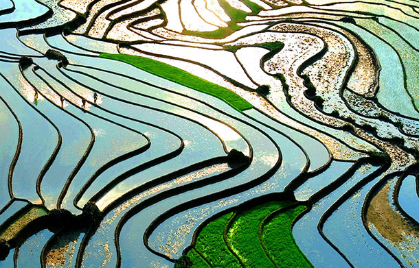 Lao Cai Terraces