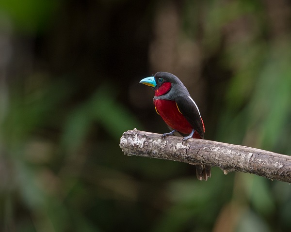 Black-and-red Broadbill in Kaeng Krachan National Park, Phetchaburi, Thailand