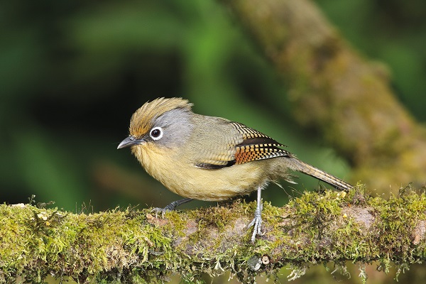 Spectacled barwing at Ma Klang Hill, Chiang Mai, Thailand