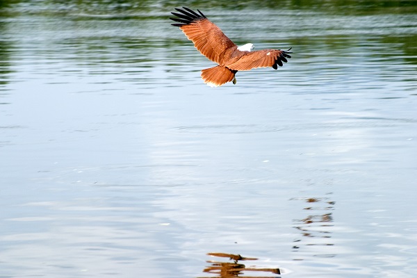 Eagle flying over water in Langkawi Island, Malaysia