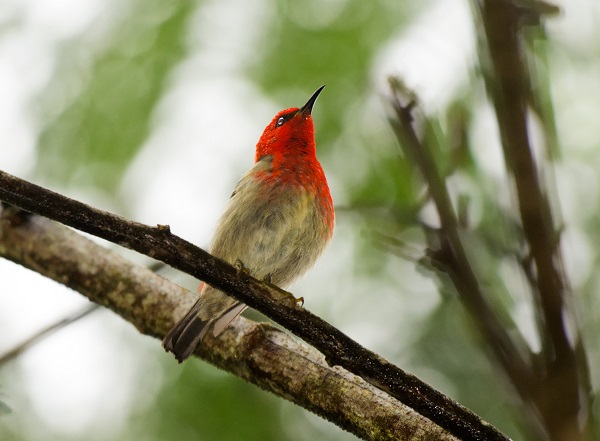 Sulawesi, Indonesia