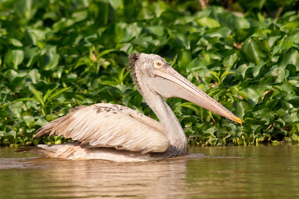 Spot-billed pelican at Battambang, Cambodia