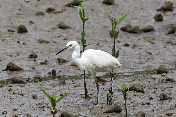 Juvenile egret in Sungei Buloh Wetland Reserve, Singapore