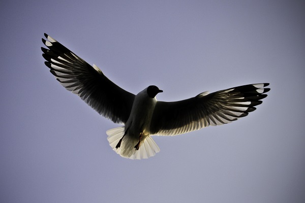 Inle Seagull at Inle Lake, Myanmar