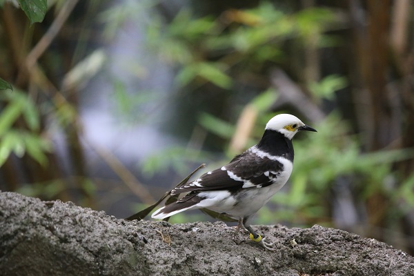 Black-collared starling native to Brunei