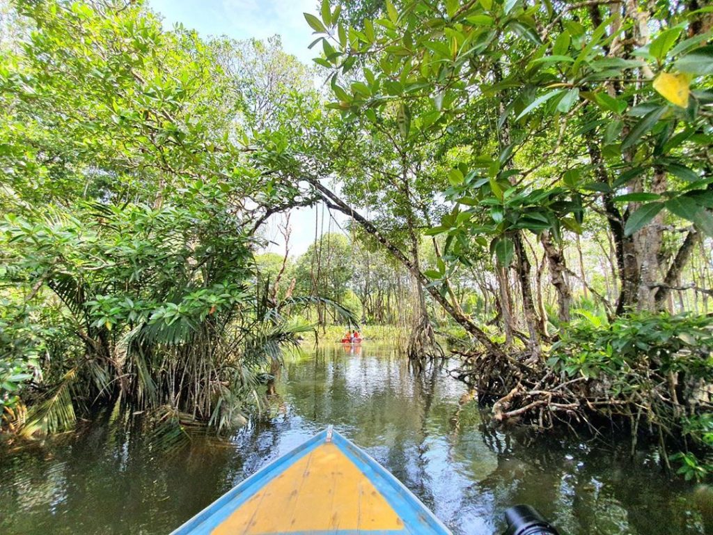 mangrove river safari brunei