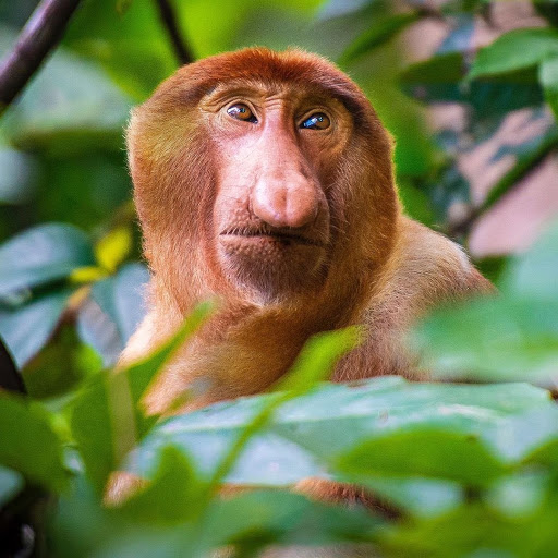 Brunei’s mangroves forest is home to these fascinating proboscis monkeys.