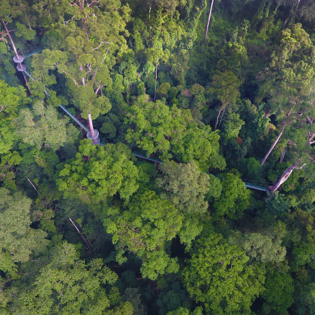 Danum Valley Conservation Area became a protected forest reserve.