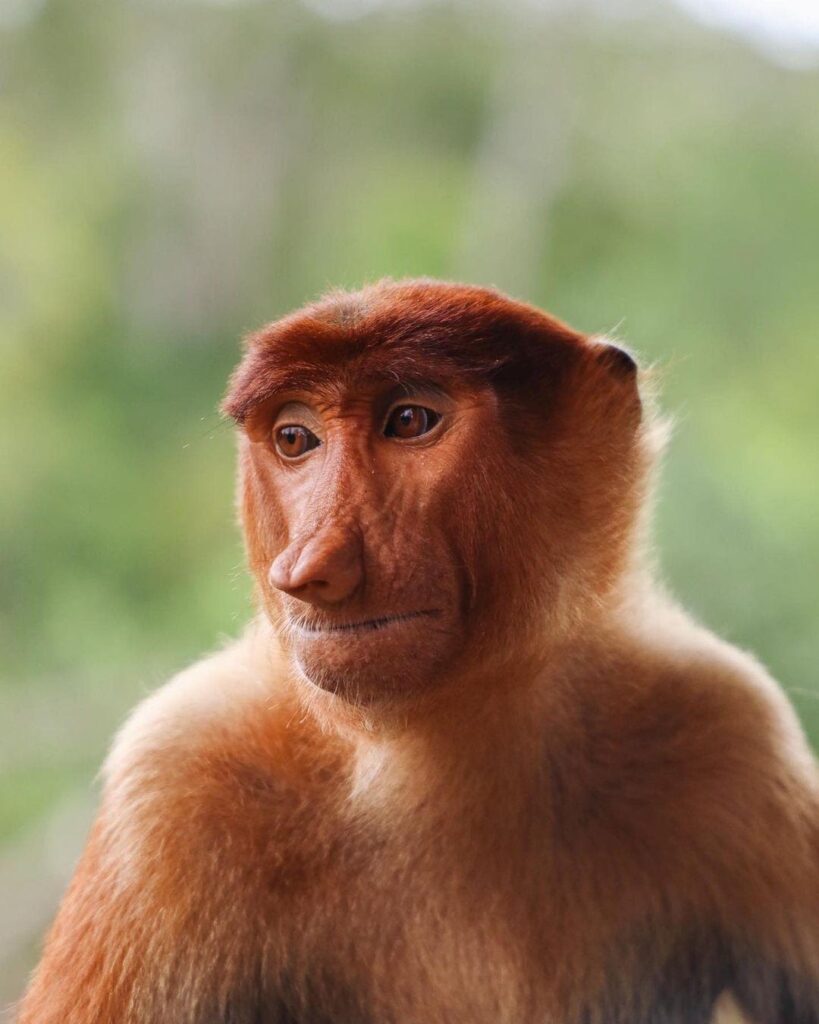 Proboscis Monkey.