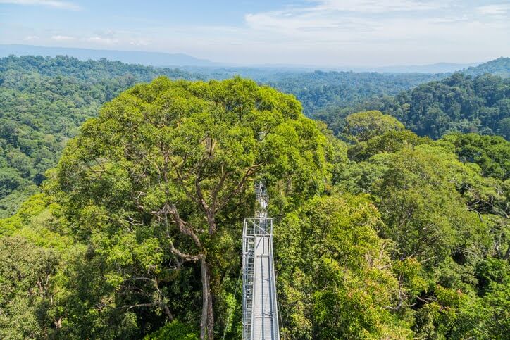Canopy Walk at Ulu Temburong National Park
