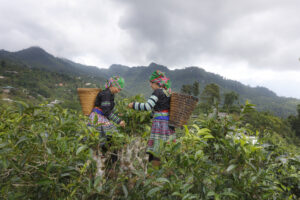 A farmer donning traditional wear picking Hà Giang Shan Tuyết tea leaves by hand.