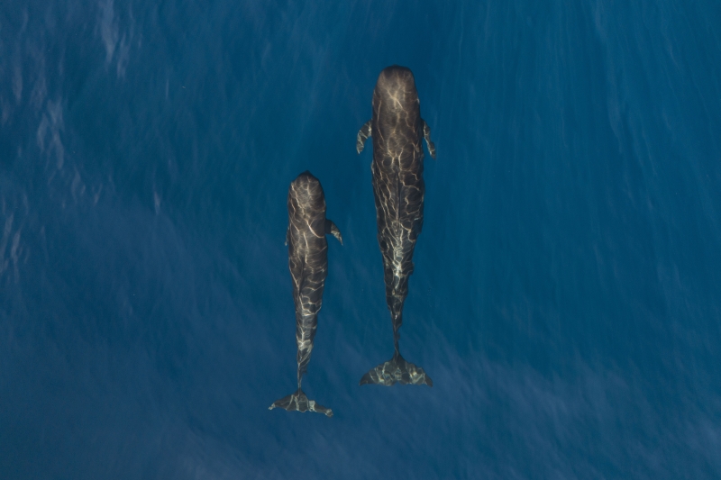 Whale Watching and Swimming with Whales