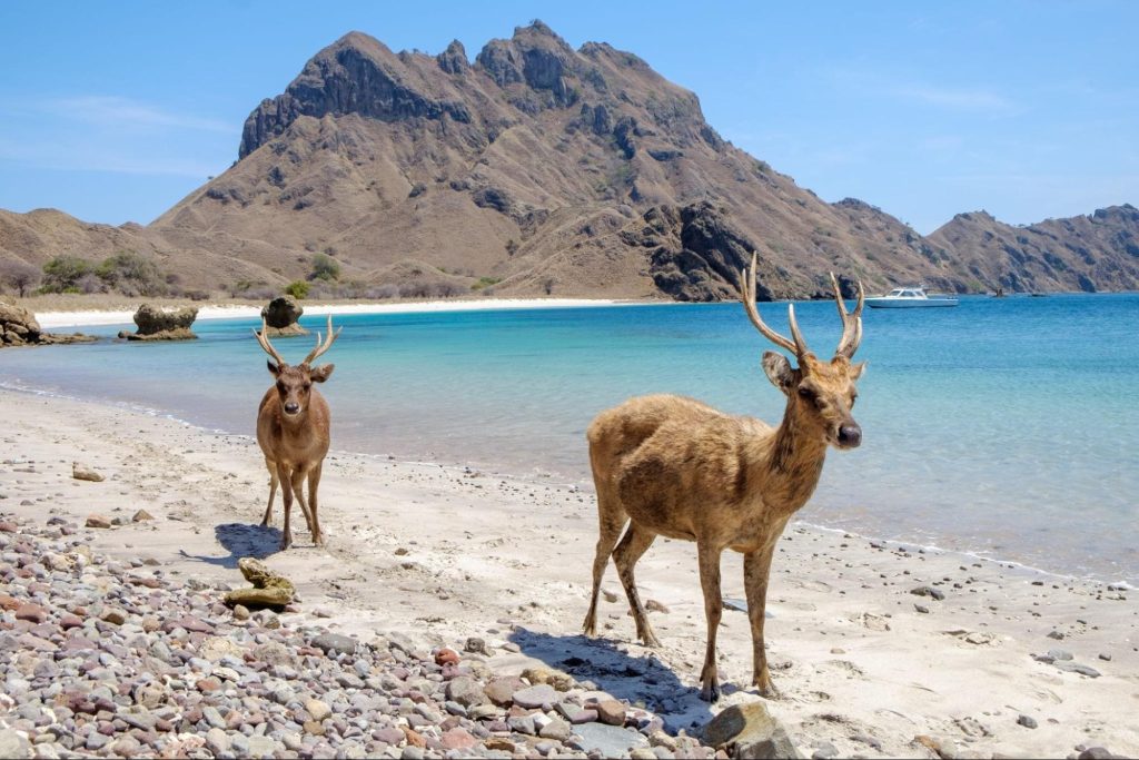 Deer at Padar Island, Komodo National Park | Visit Southeast Asia